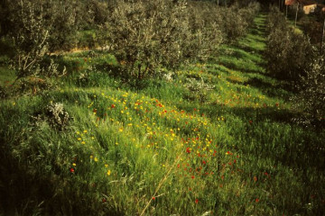248_26.04.-Unterwegs am Monte Albano